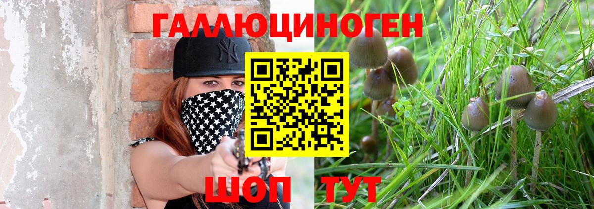 Галлюциногенные грибы Psilocybe Новошахтинск